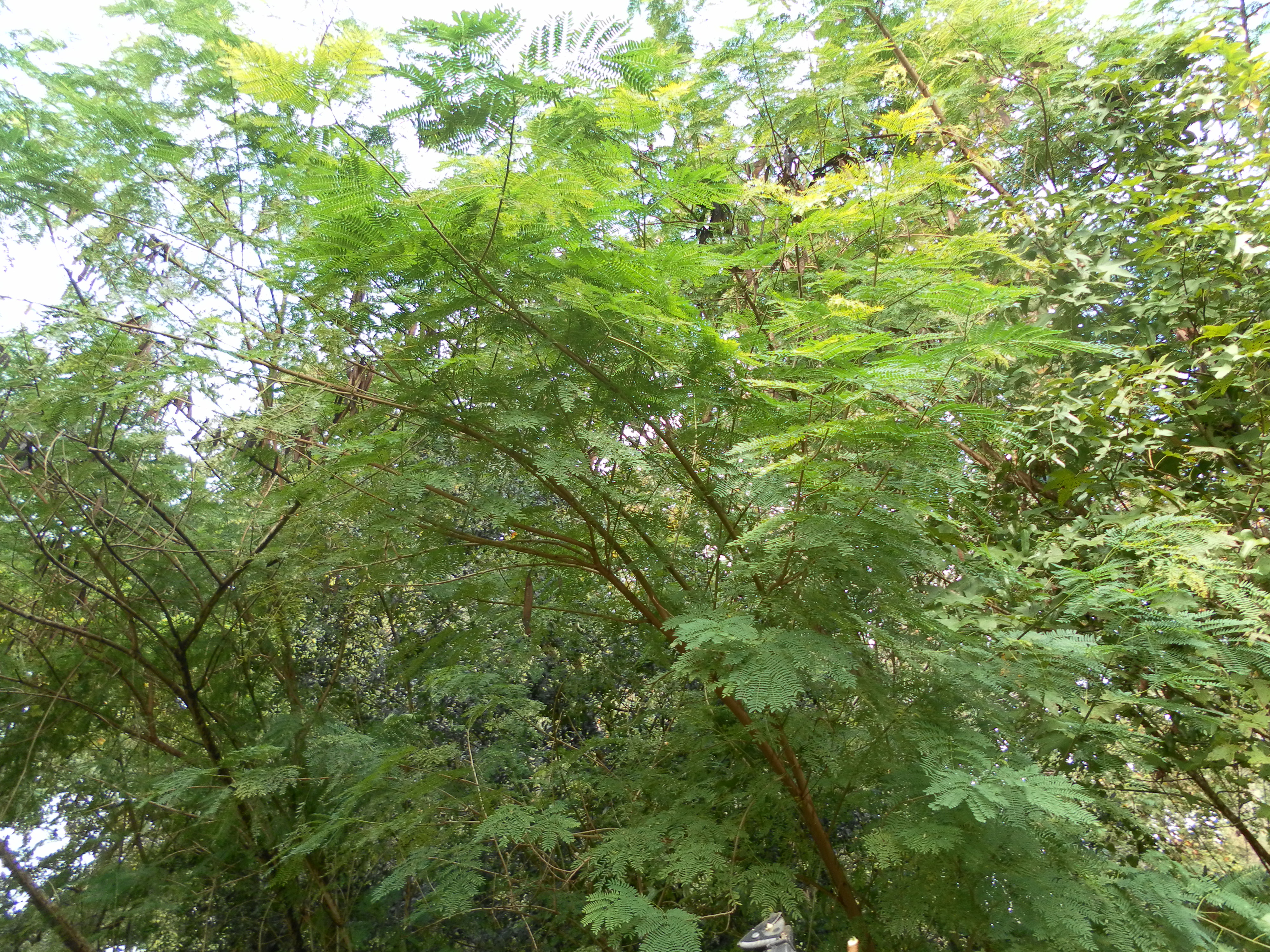 Lecaniodiscus cupanioides